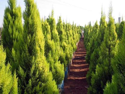 والی هرات دستور توزیع یک میلیون نهال برای گسترش فضای سبز و حمایت از دهاقین را صادر کرد