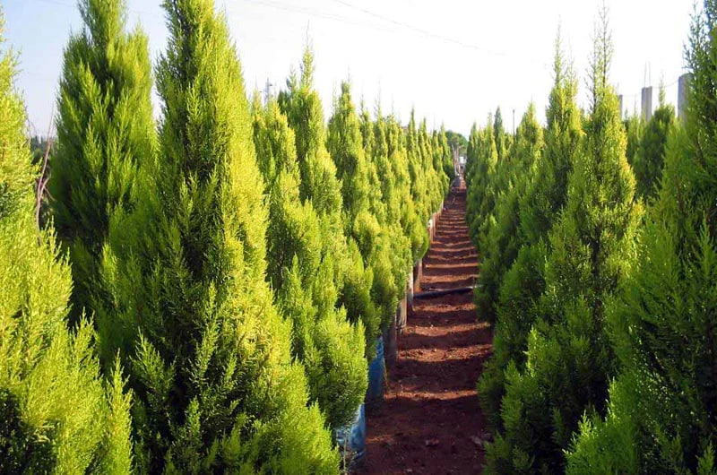 والی هرات دستور توزیع یک میلیون نهال برای گسترش فضای سبز و حمایت از دهاقین را صادر کرد