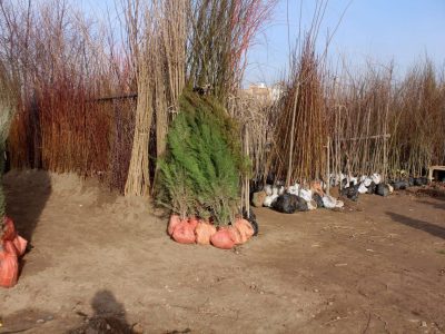 برای نهال فروشان هرات مکان مشخص و خارج از شهر تعیین شد