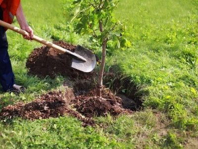 برنامه عمومی نهال‌شانی از سوی شهرداری فراه راه‌اندازی شد