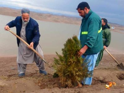 غرس گسترده نهال و دانههای کوهی در اطراف بند پاشدان هرات آغاز شد