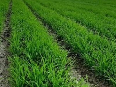 اداره زراعت فراه: 90 هزار هکتار زمین تحت کشت گندم قرار گرفته است