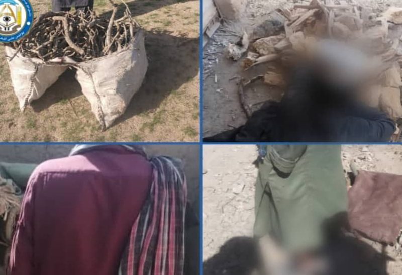 دستگیری چهار نفر در بادغیس به اتهام قطع غیرقانونی درختان