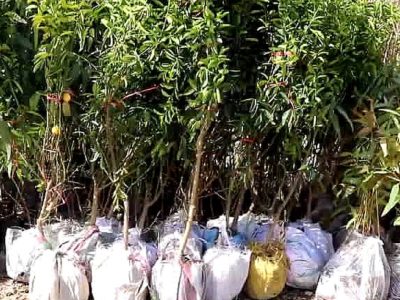 محیط زیست فراه به‌دنبال شناسایی گیاهان سازگار با خشکسالی؛ همکاری عملی با یک نهاد قطری شروع شد
