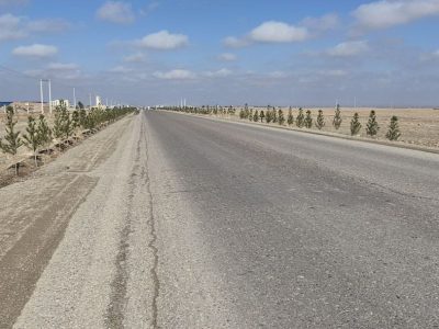 10 هزار نهال در مسیر شاهراه هرات – تورغندی و هرات – قندهار غرس شدند