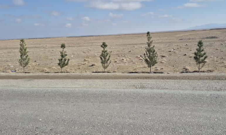 اداره محیط زیست از غرس 250 هزار نهال در مسیر شاهراههای هرات خبر داد