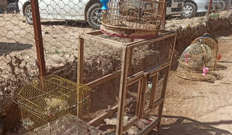 36 گونه نادر پرنده از سوی محیط زیست هرات به طبیعت بازگردانده شد