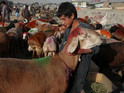 افزایش نگرانی‌ها از شیوع تب کانگو هم‌زمان با نزدیک‌شدن عید قربان