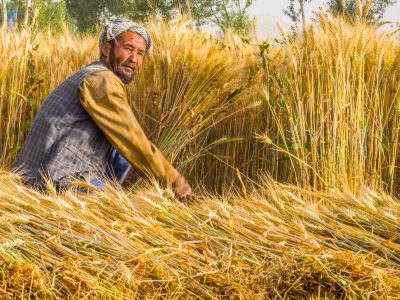 افزایش کشت گندم در هرات؛ مقام‌ها از وضعیت «امیدوارکننده» خبر می‌دهند