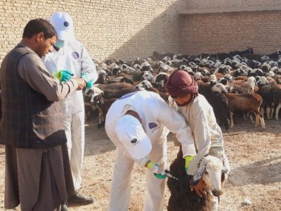 واکسیناسیون بیش از ۹ میلیون رأس مواشی؛ مبارزه با طاعون شدت گرفت