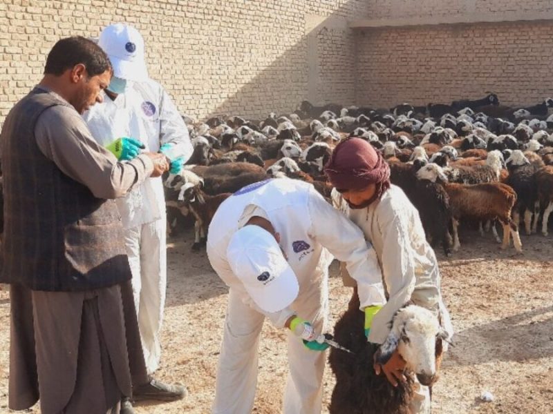 واکسیناسیون بیش از ۹ میلیون رأس مواشی؛ مبارزه با طاعون شدت گرفت