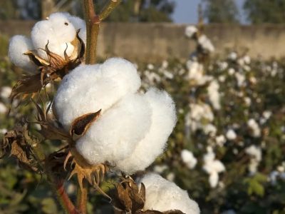ایران از تمایل برای سرمایهگذاری مشترک در هلمند خبر داد؛ تمرکز بر پنبه و سنگهای نیمهقیمتی