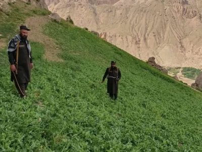 جلوگیری از کشت کوکنار در غور؛ چندین جریب کشتزار تریاک تخریب شد