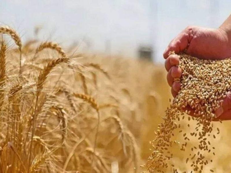 افزایش واردات گندم به افغانستان
