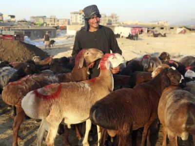 تدابیر جدی صحت عامه فراه برای جلوگیری از شیوع تب کنگو
