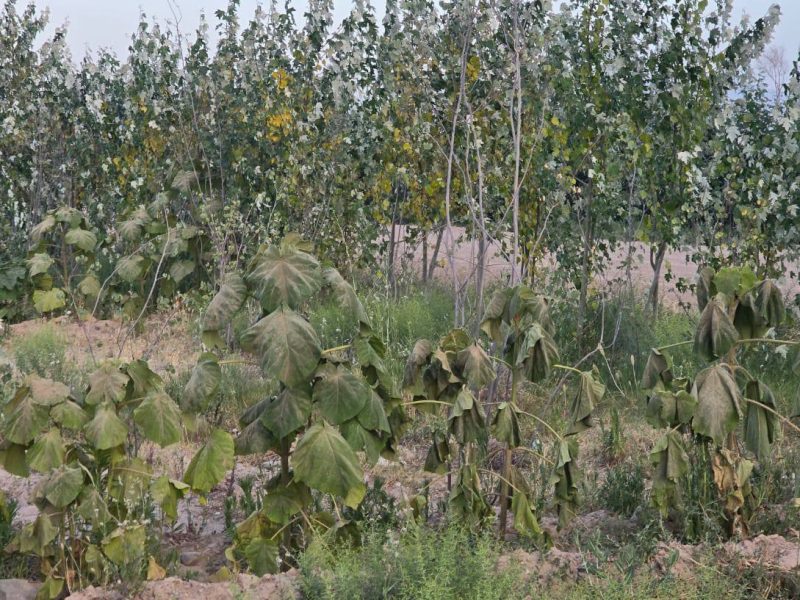 آغاز عملیات گسترده مبارزه با حشره کشفک در فضاهای سبز ولسوالی انجیل هرات