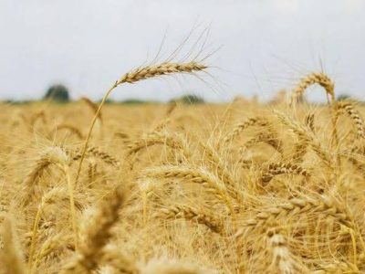 افزایش بیش از ۵۰ درصدی برداشت گندم للمی در هرات