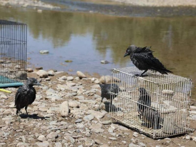 از بازار تا طبیعت؛ دهها بال پرنده و ۳ جوجه گرگ در هرات نجات یافتند