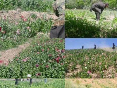 کمپاین تخریب مزارع کوکنار در غور؛ 230 جریب در پسابند از بین برده شد