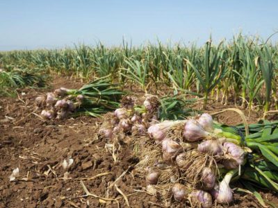 افزایش کشت سیر در هرات؛ ۲۴۰ هکتار زمین زیر کشت این محصول قرار گرفت