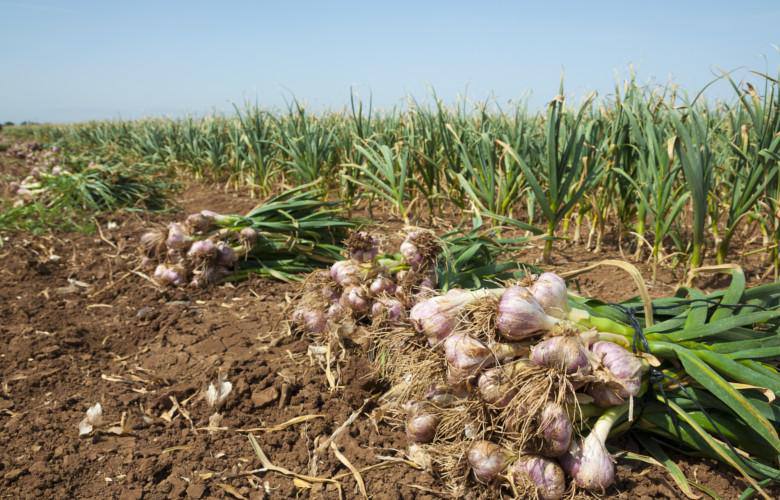 افزایش کشت سیر در هرات؛ ۲۴۰ هکتار زمین زیر کشت این محصول قرار گرفت