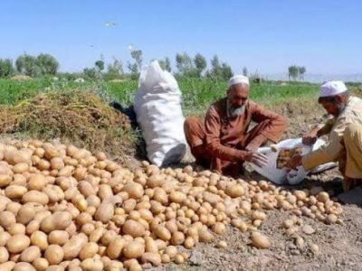 افزایش تولید کچالو در هرات در سایه‌ نگرانی‌ها از کمبود سردخانه‌های معیاری