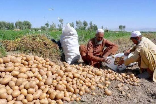 افزایش تولید کچالو در هرات در سایه نگرانیها از کمبود سردخانههای معیاری