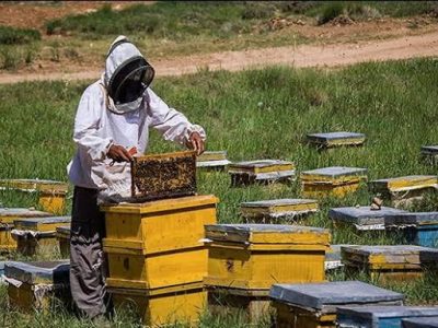 تولید عسل در هرات به ۲۵۰ تُن رسید