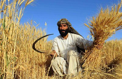 زراعت؛ ستون اقتصاد افغانستان و ضرورت گذار به کشاورزی نوین