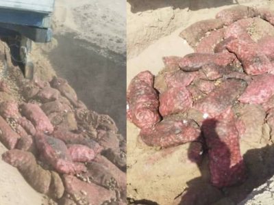 دهها تُن کچالوی فاسد وارداتی از پاکستان از بین برده شد