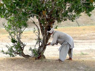 بازداشت ۷ تن به اتهام قطع جنگلات در بادغیس