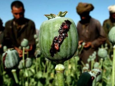 گسترش کشت خشخاش در پاکستان پس از ممنوعیت مواد مخدر در افغانستان